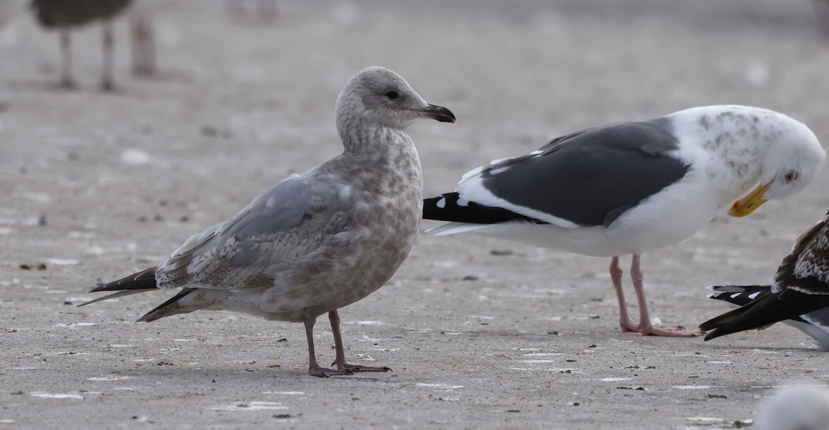 Iceland Gull (Thayer's) - ML646095344