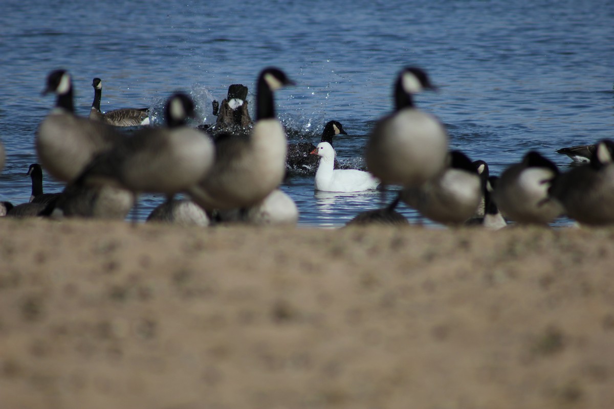 Ross's Goose - ML646095345