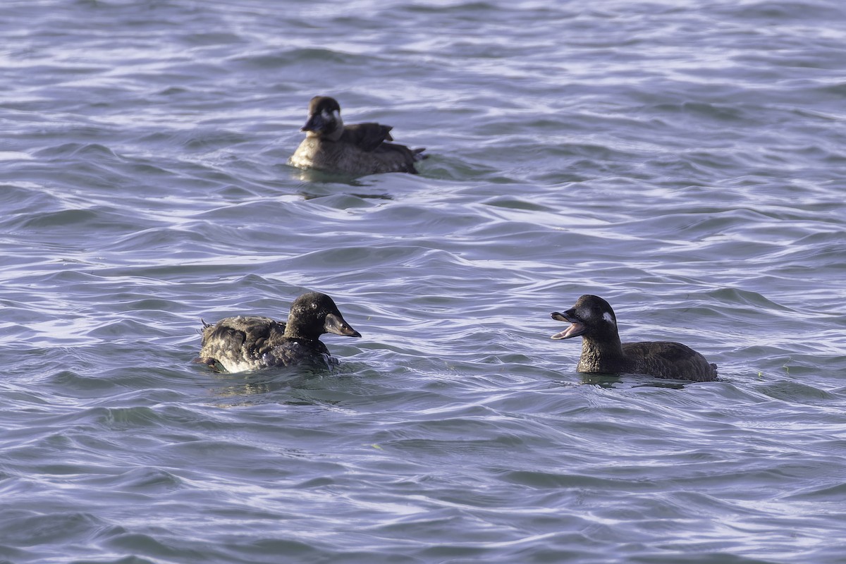 White-winged Scoter - ML646095347