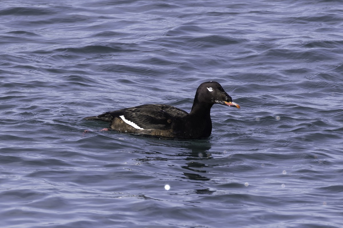White-winged Scoter - ML646095348