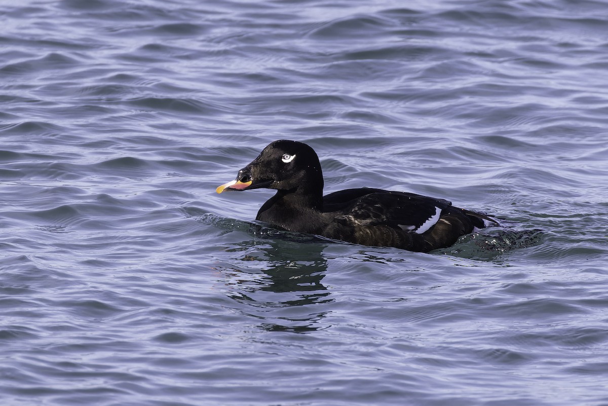 White-winged Scoter - ML646095349