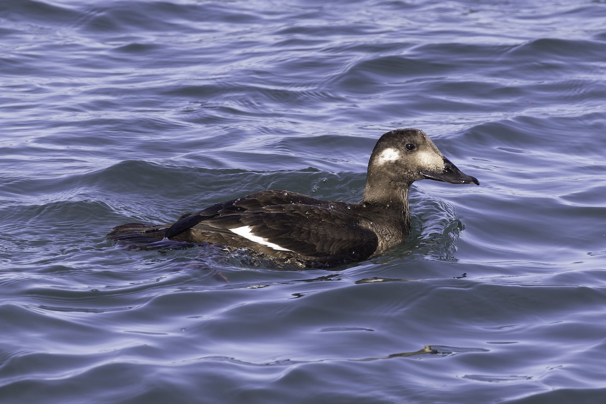 White-winged Scoter - ML646095350