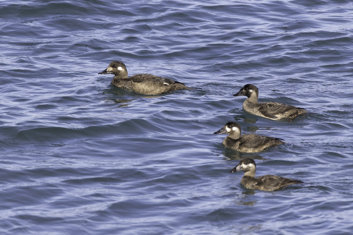 White-winged Scoter - ML646095351