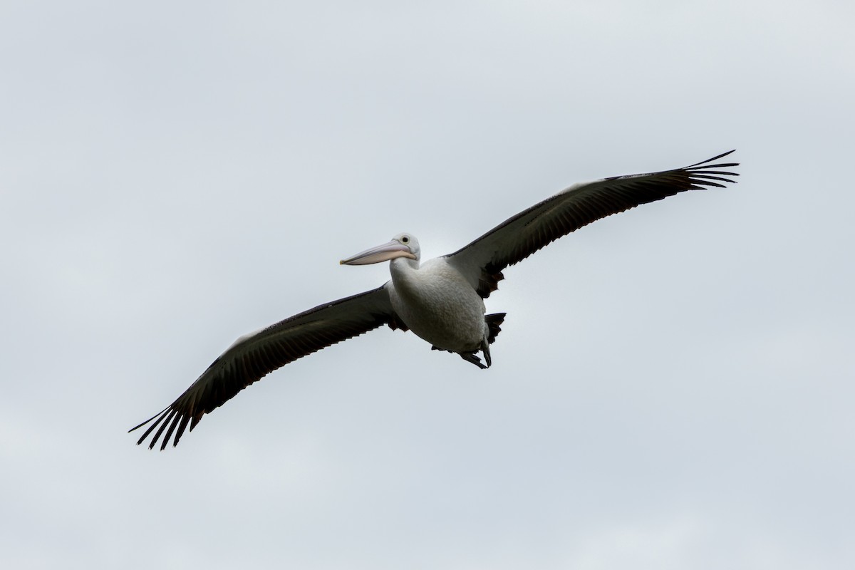 Australian Pelican - ML646095354