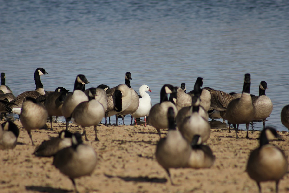Ross's Goose - ML646095355