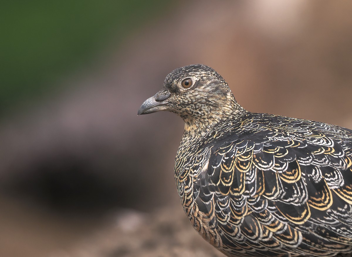 Rufous-bellied Seedsnipe - ML646095356