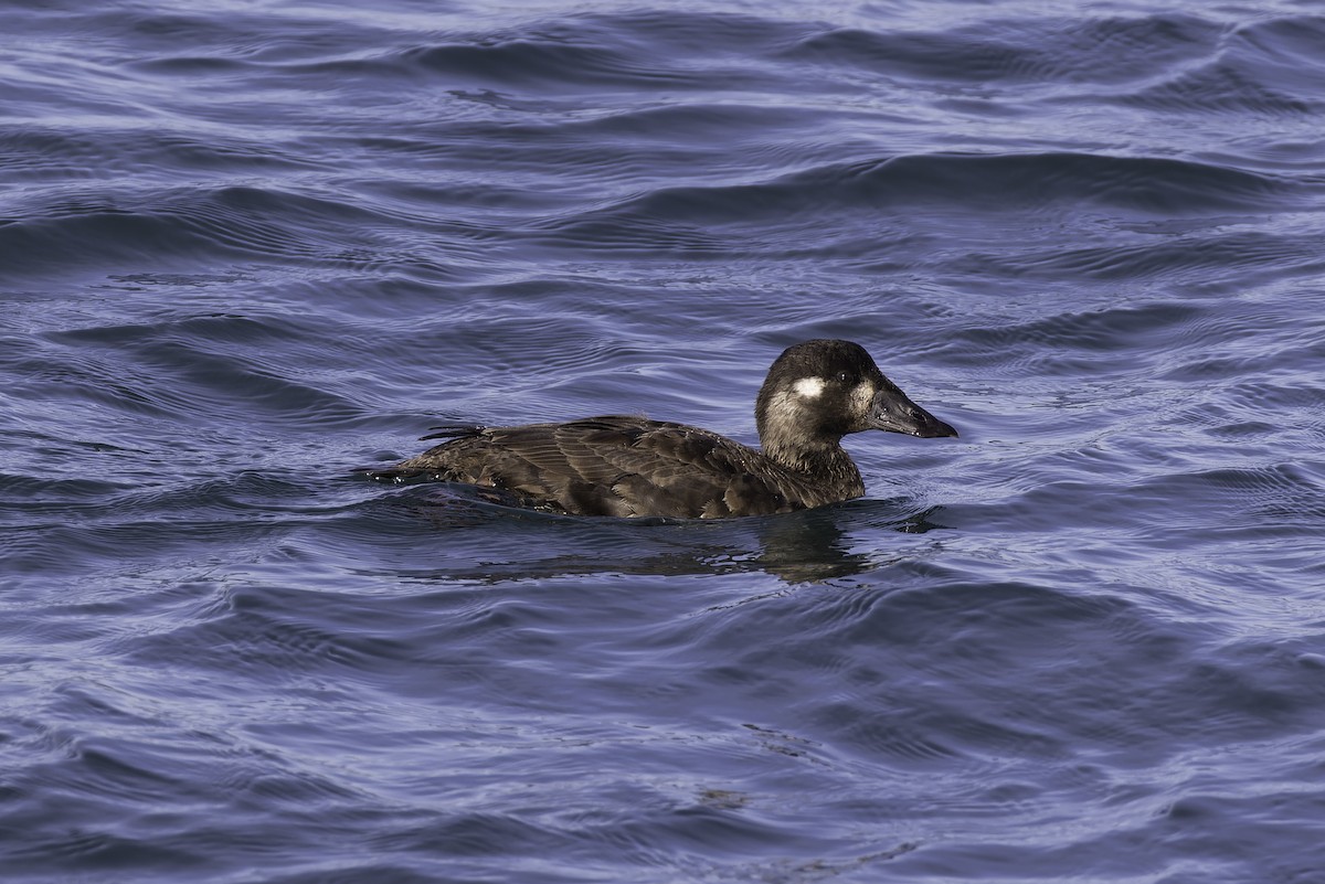 Surf Scoter - ML646095357