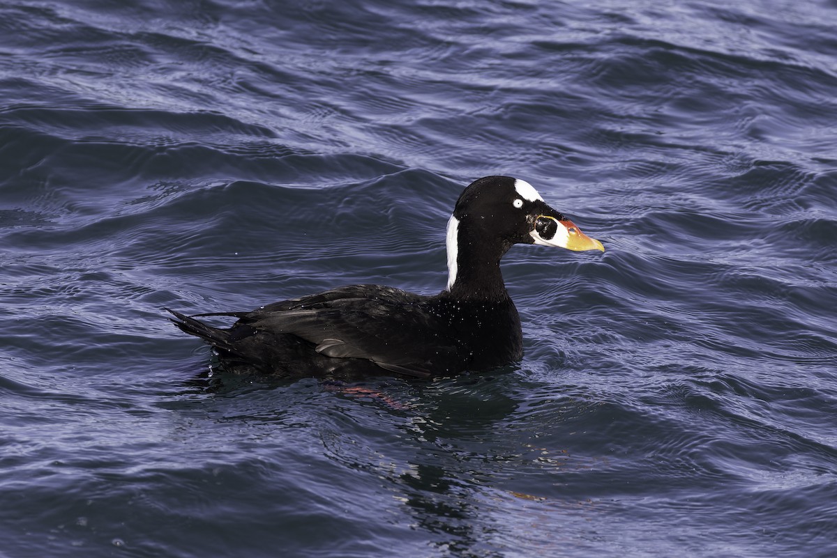 Surf Scoter - ML646095358