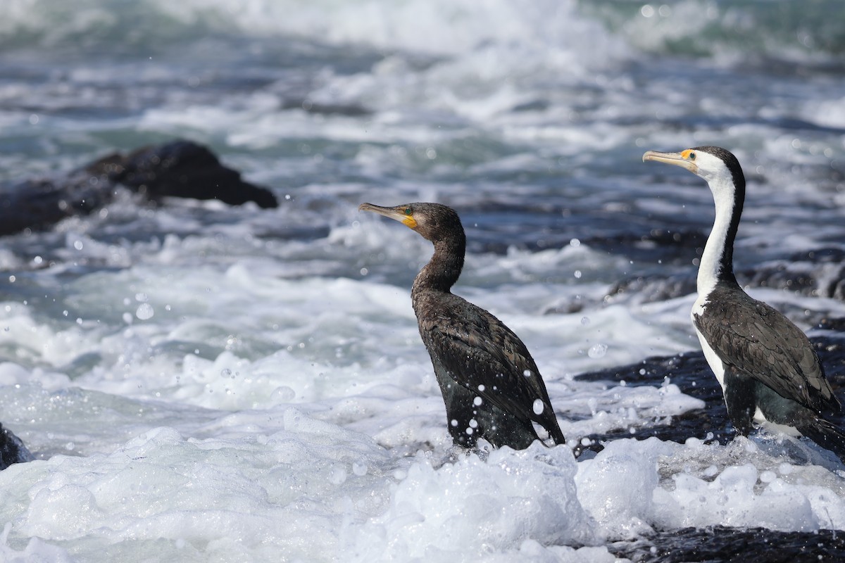 Great Cormorant - ML646095359