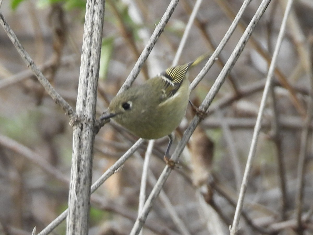 Ruby-crowned Kinglet - ML646095360