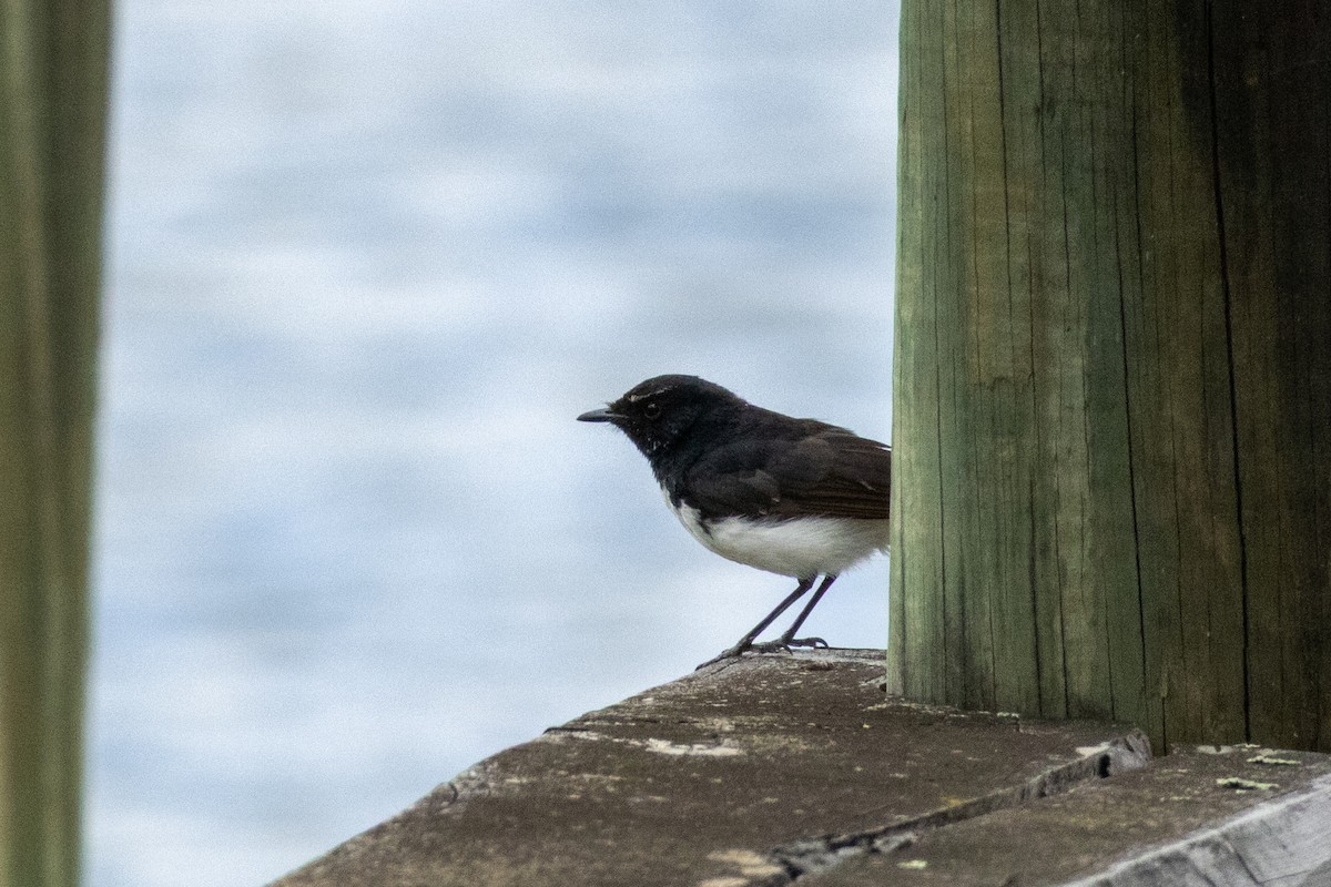 Willie-wagtail - ML646095361