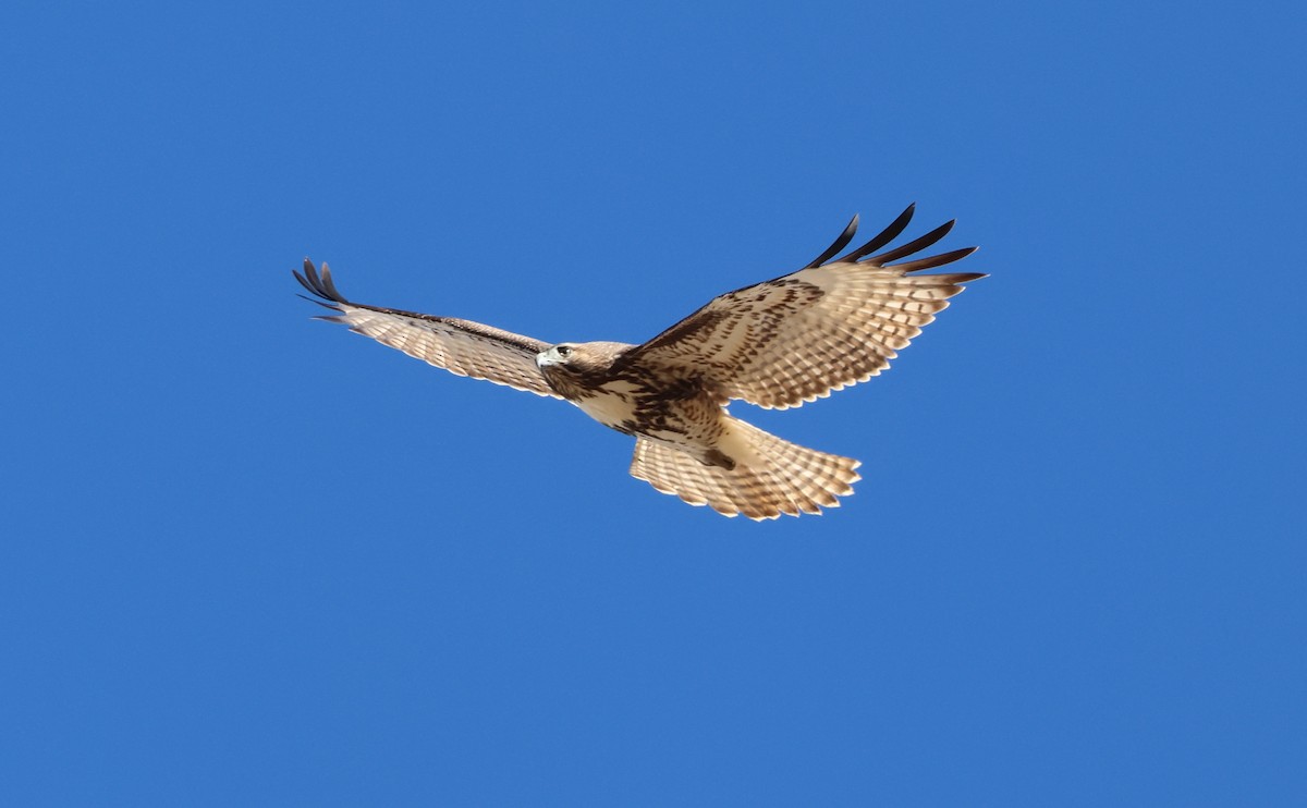 Red-tailed Hawk - ML646095365