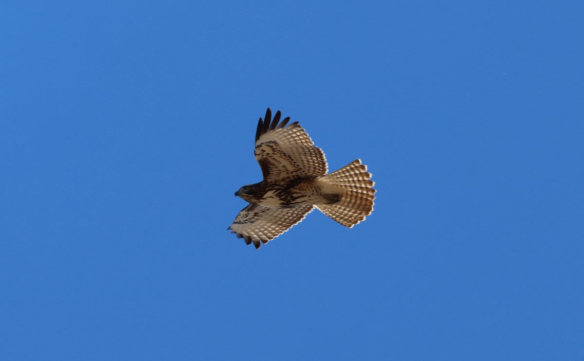 Red-tailed Hawk - ML646095366