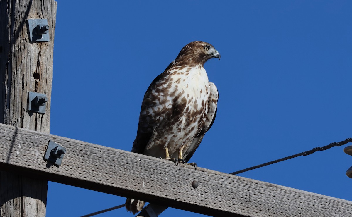 Red-tailed Hawk - ML646095367