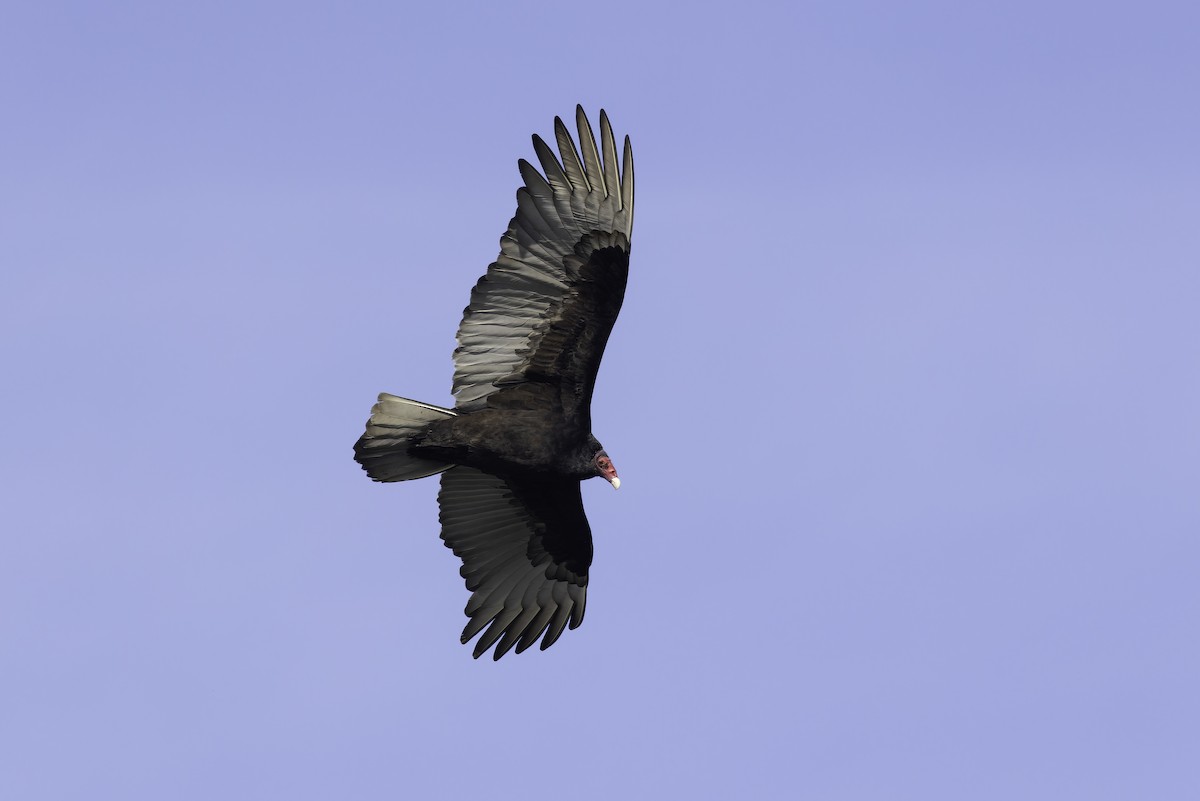 Turkey Vulture - ML646095371