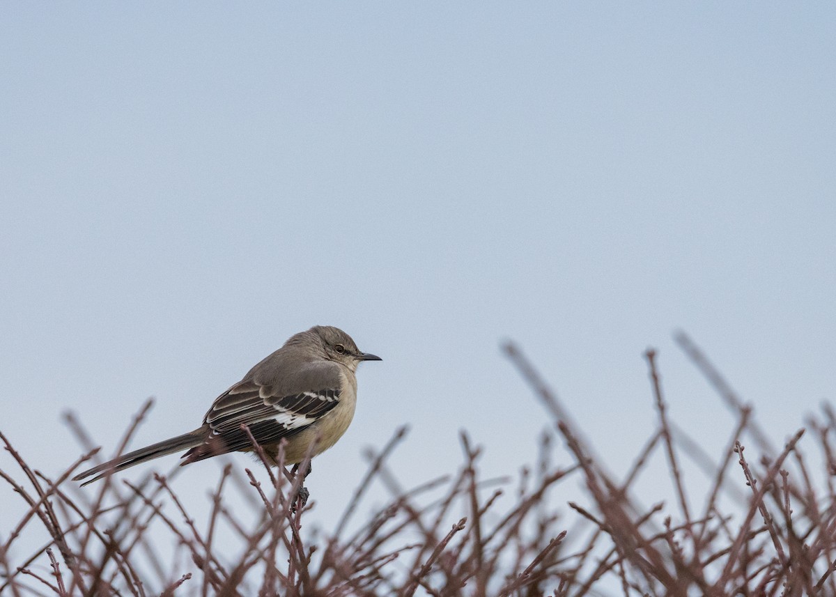 Northern Mockingbird - ML646095372