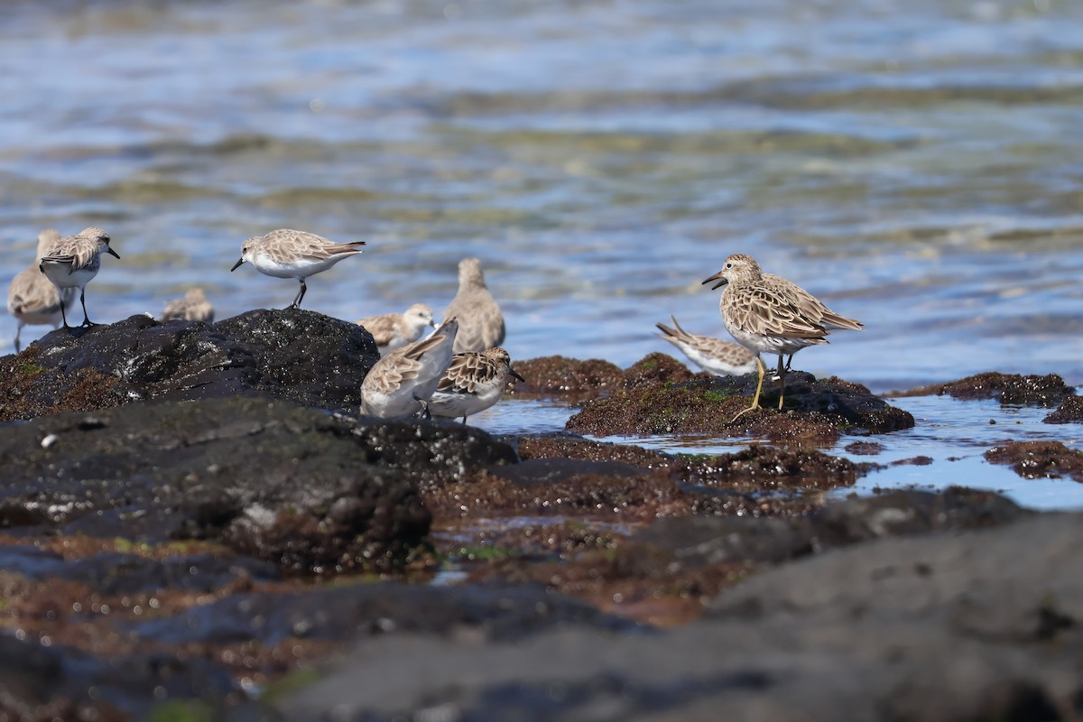 Sharp-tailed Sandpiper - ML646095373