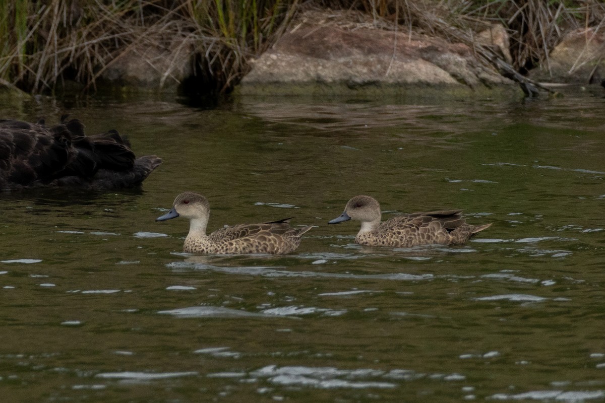 Gray Teal - ML646095374