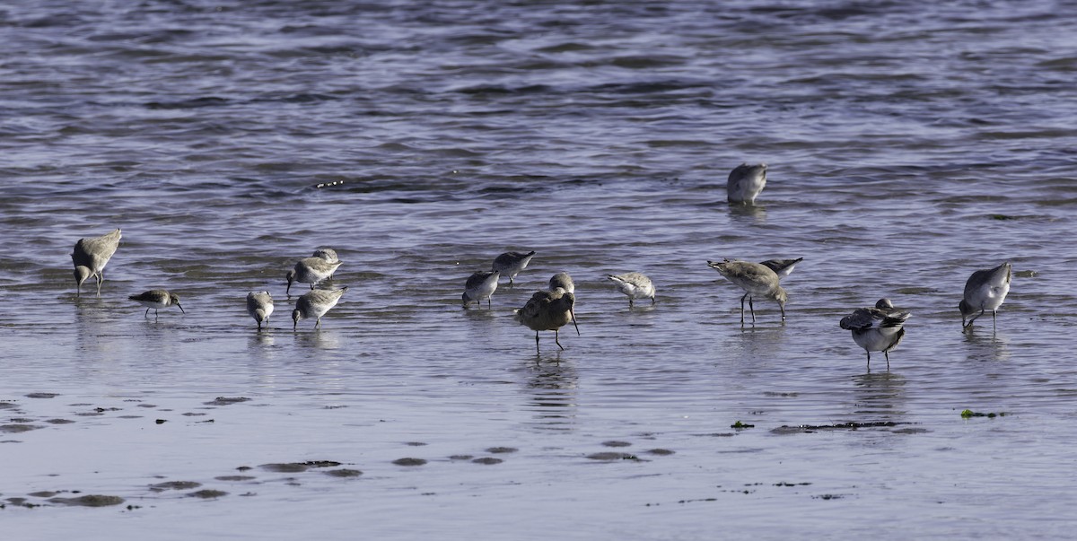Red Knot - ML646095375