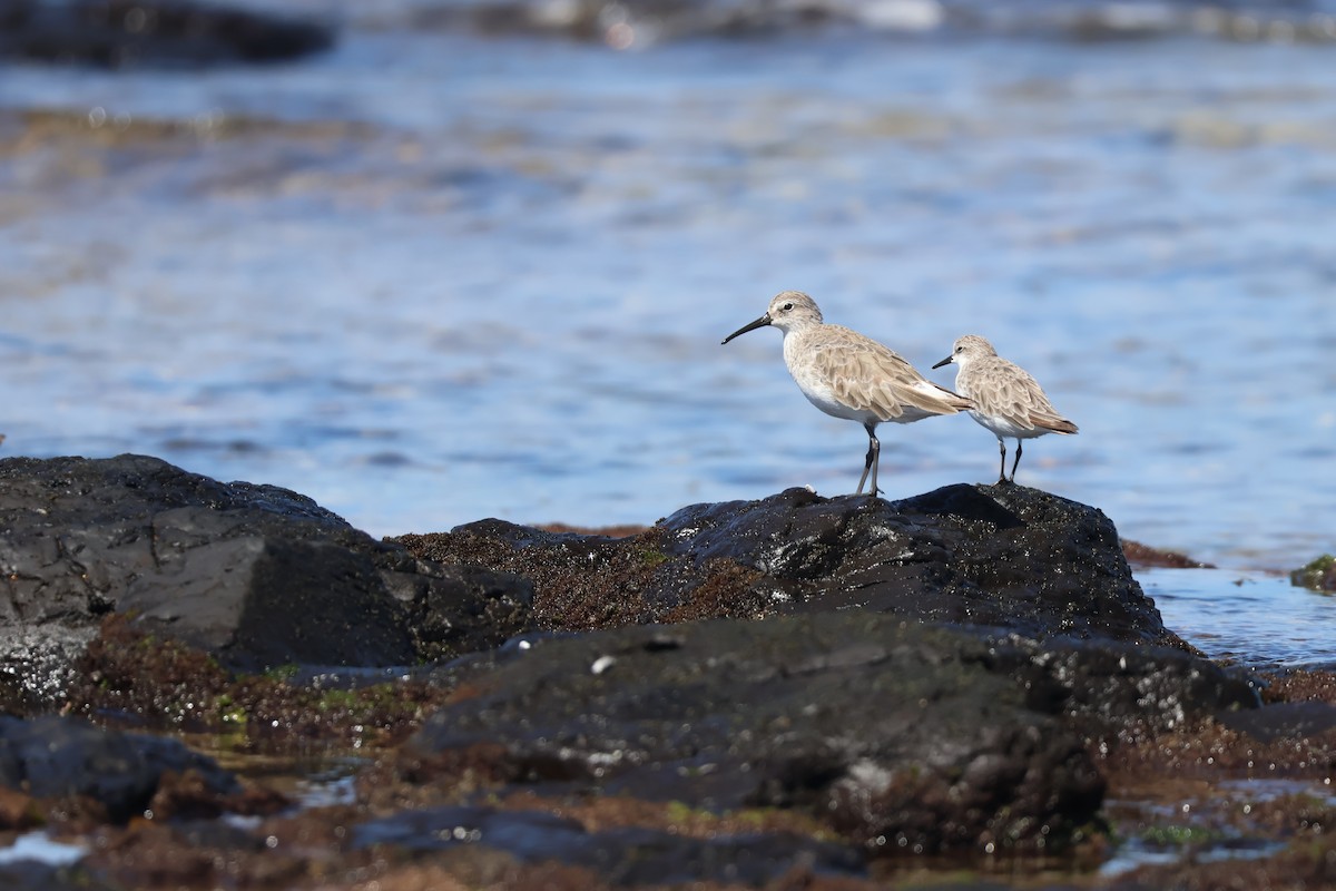 Curlew Sandpiper - ML646095376