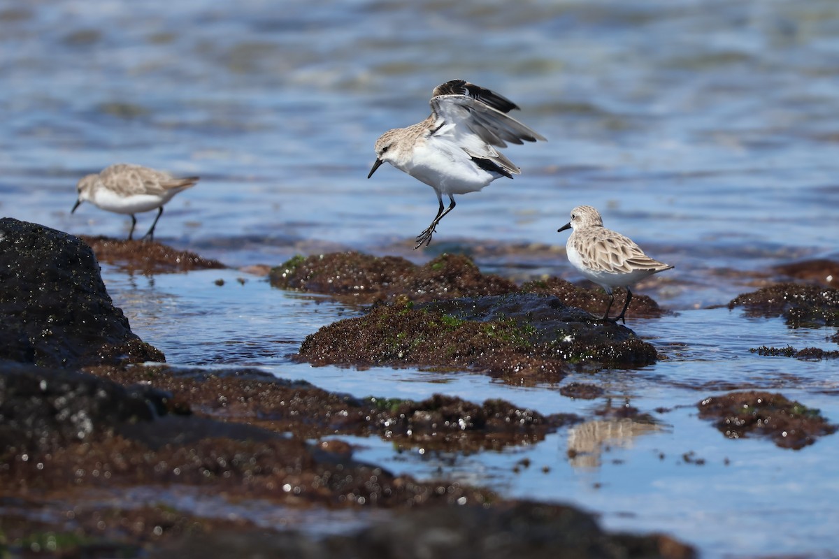 Red-necked Stint - ML646095377