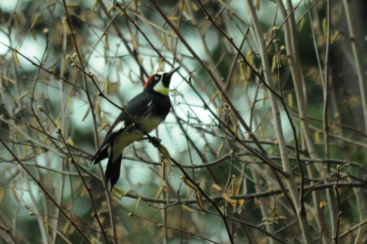 Acorn Woodpecker - ML646095387