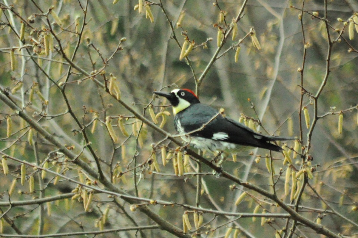 Acorn Woodpecker - ML646095388