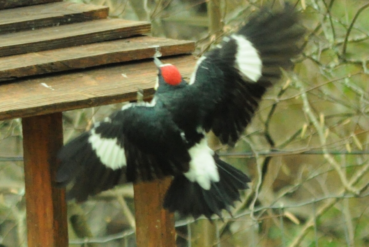 Acorn Woodpecker - ML646095389