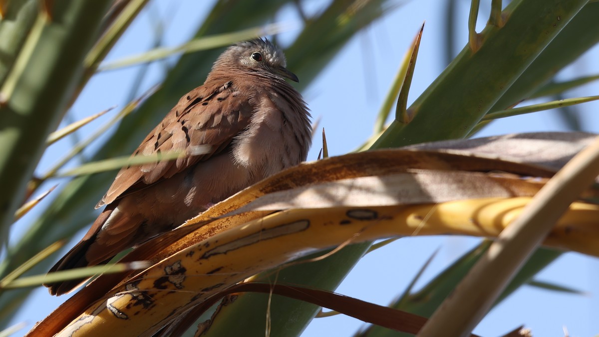 Ruddy Ground Dove - ML646095390