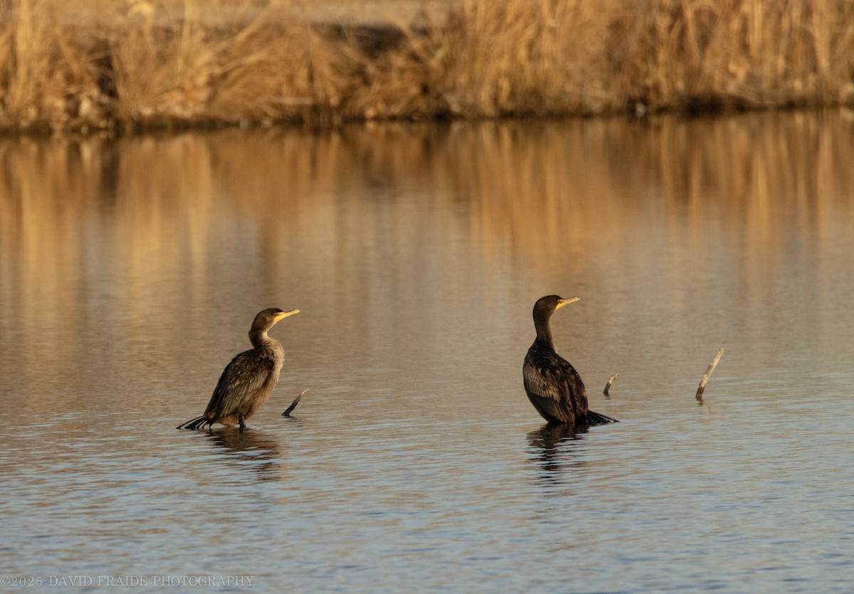 Double-crested Cormorant - ML646095391