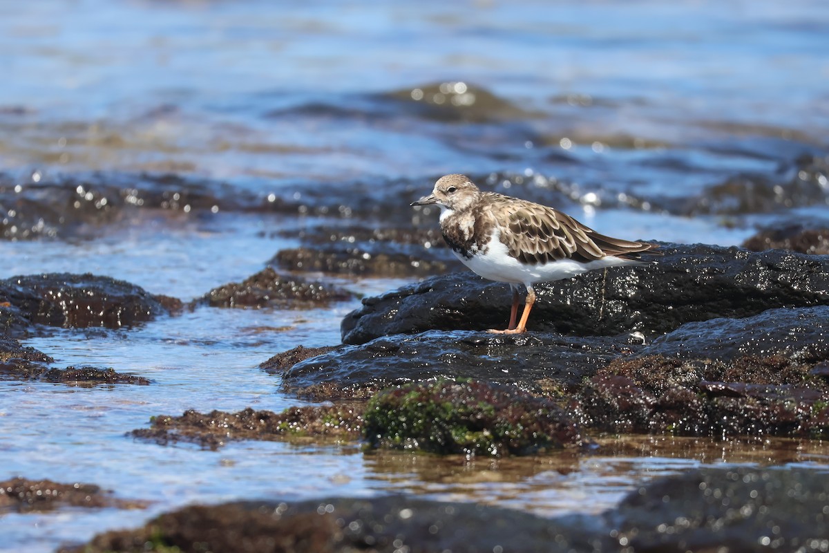 Ruddy Turnstone - ML646095393