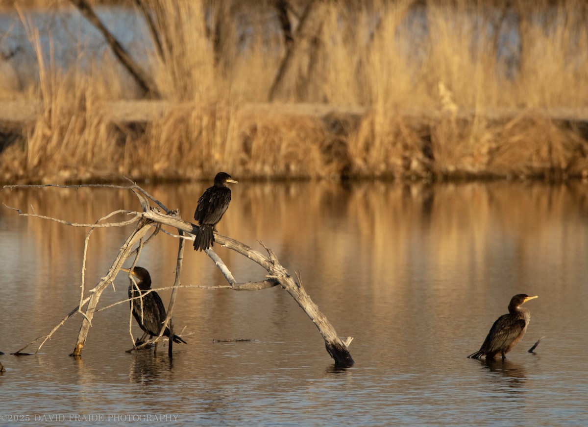 Neotropic Cormorant - ML646095394