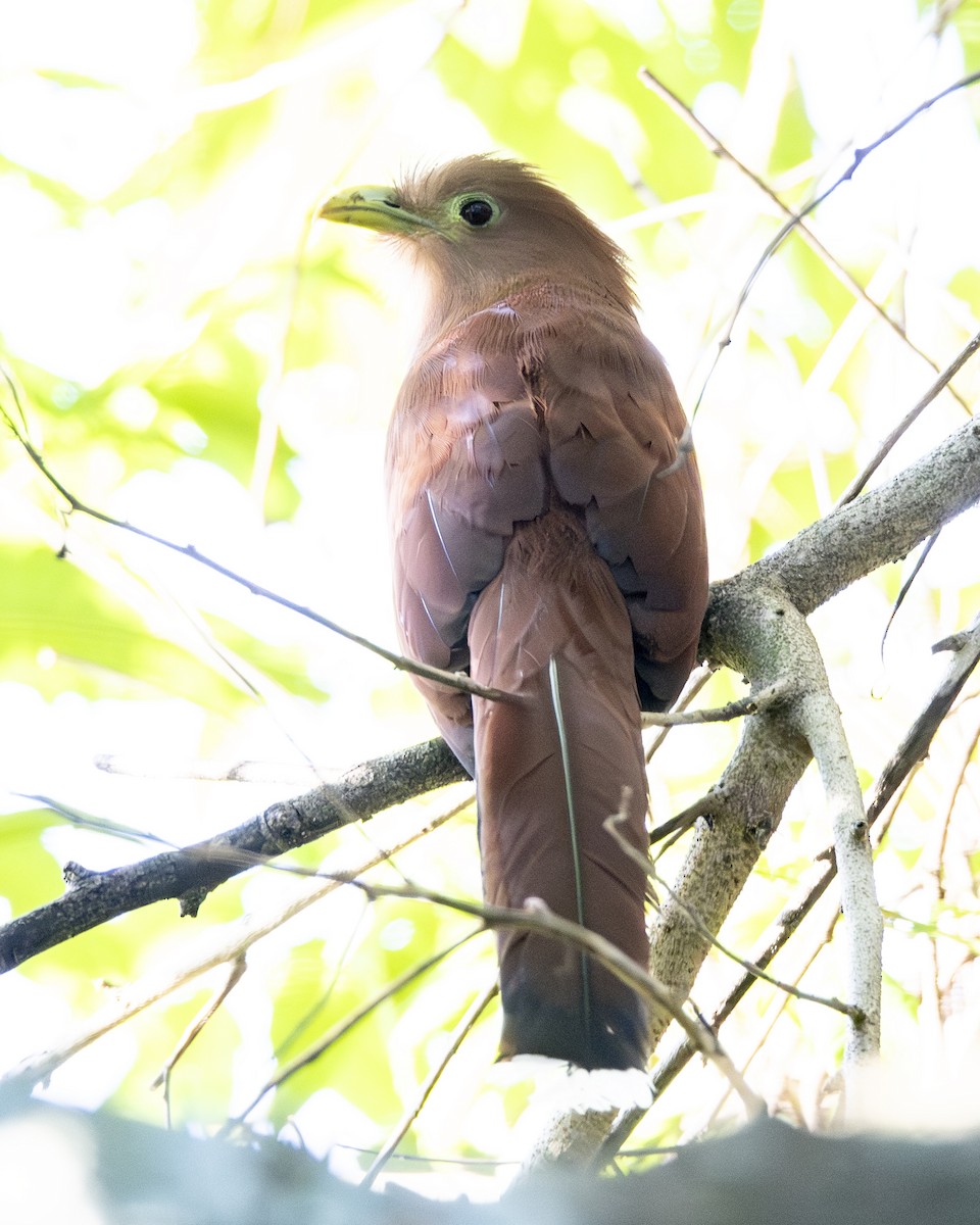 Common Squirrel-Cuckoo - ML646095395