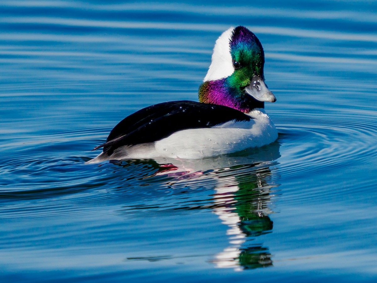 Bufflehead - ML646095396