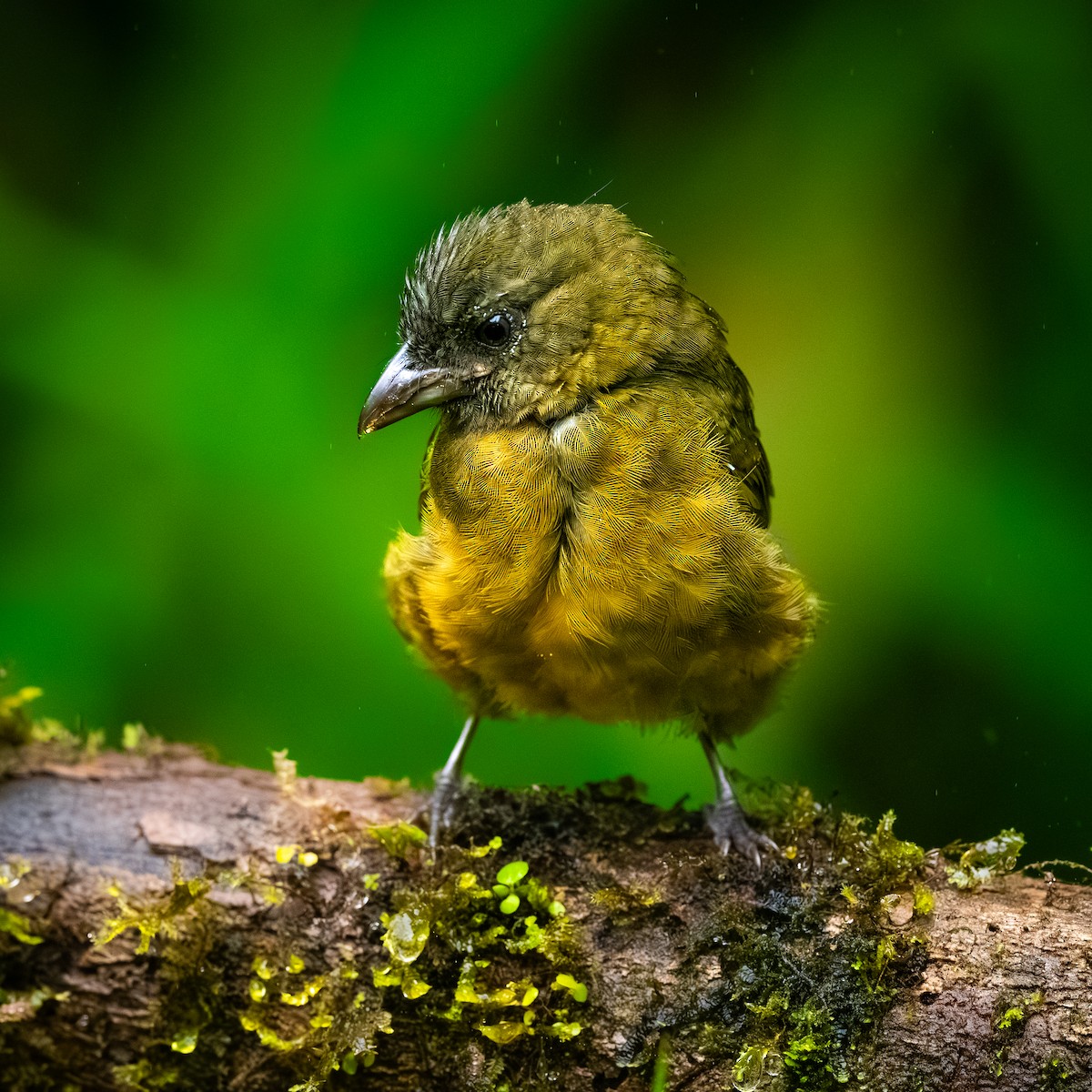 Ochre-breasted Tanager - ML646095397