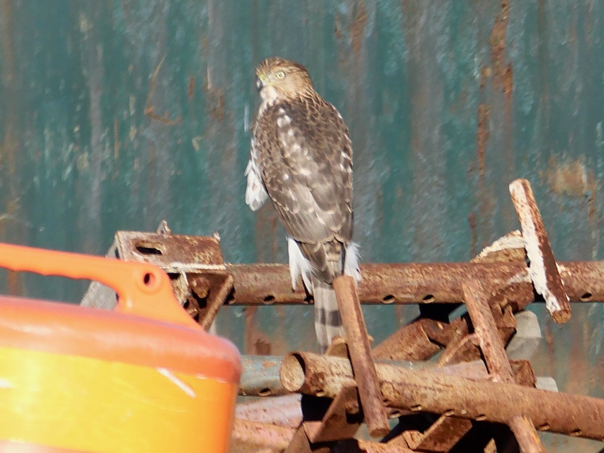 Cooper's Hawk - ML646095398