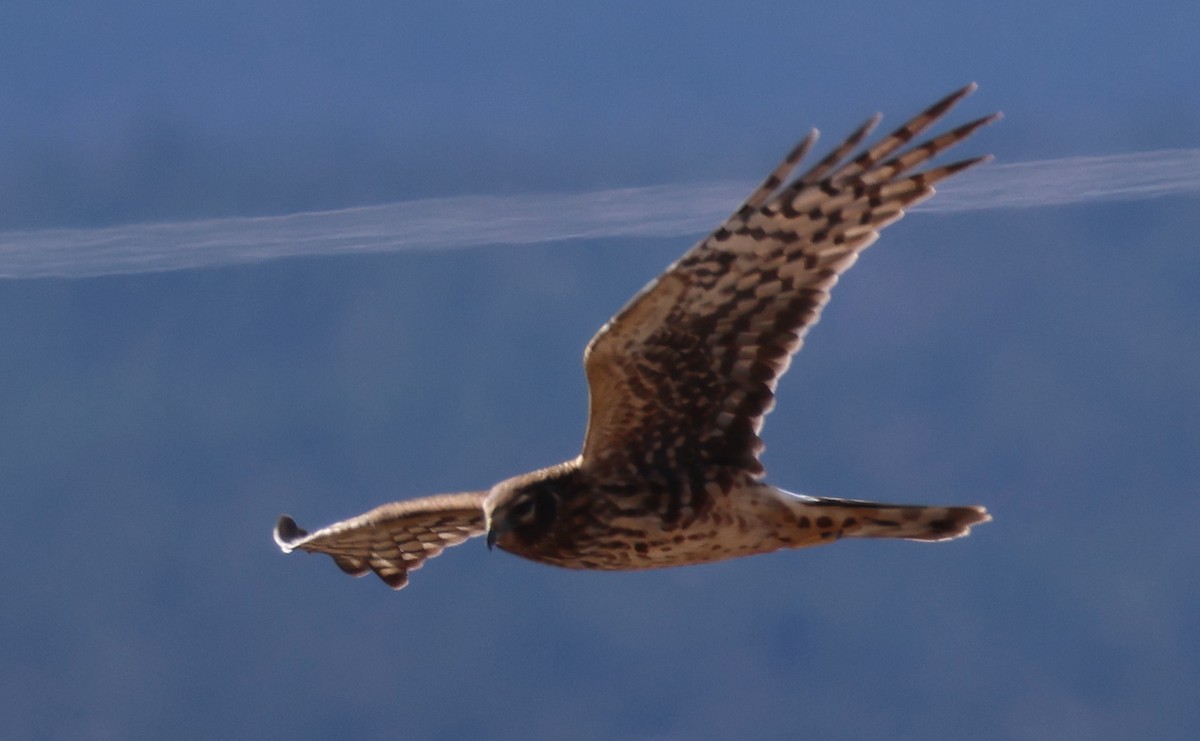 Northern Harrier - ML646095400