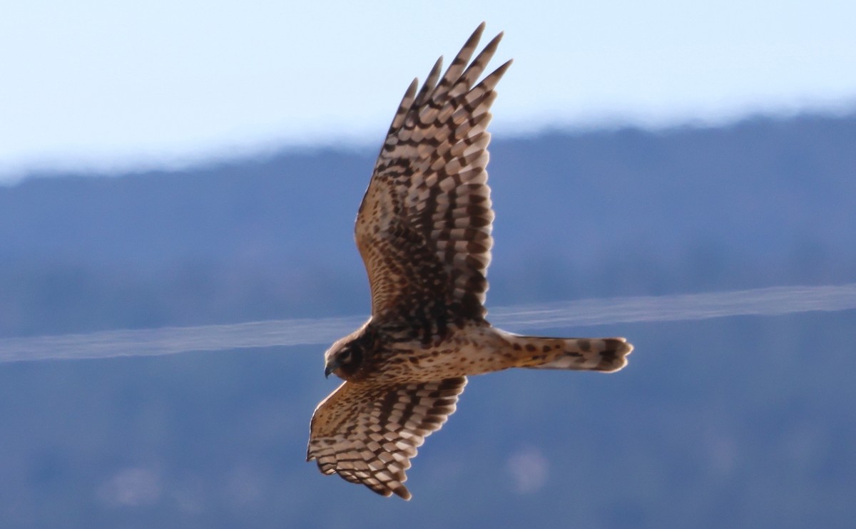 Northern Harrier - ML646095401