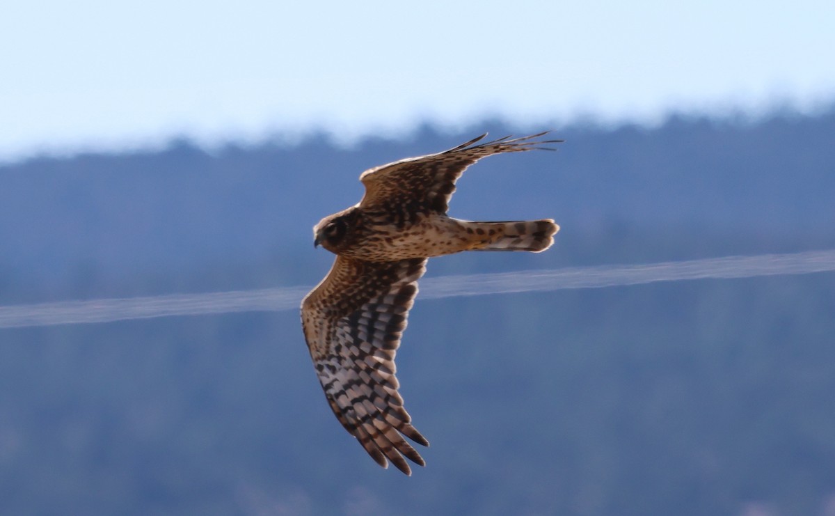 Northern Harrier - ML646095402