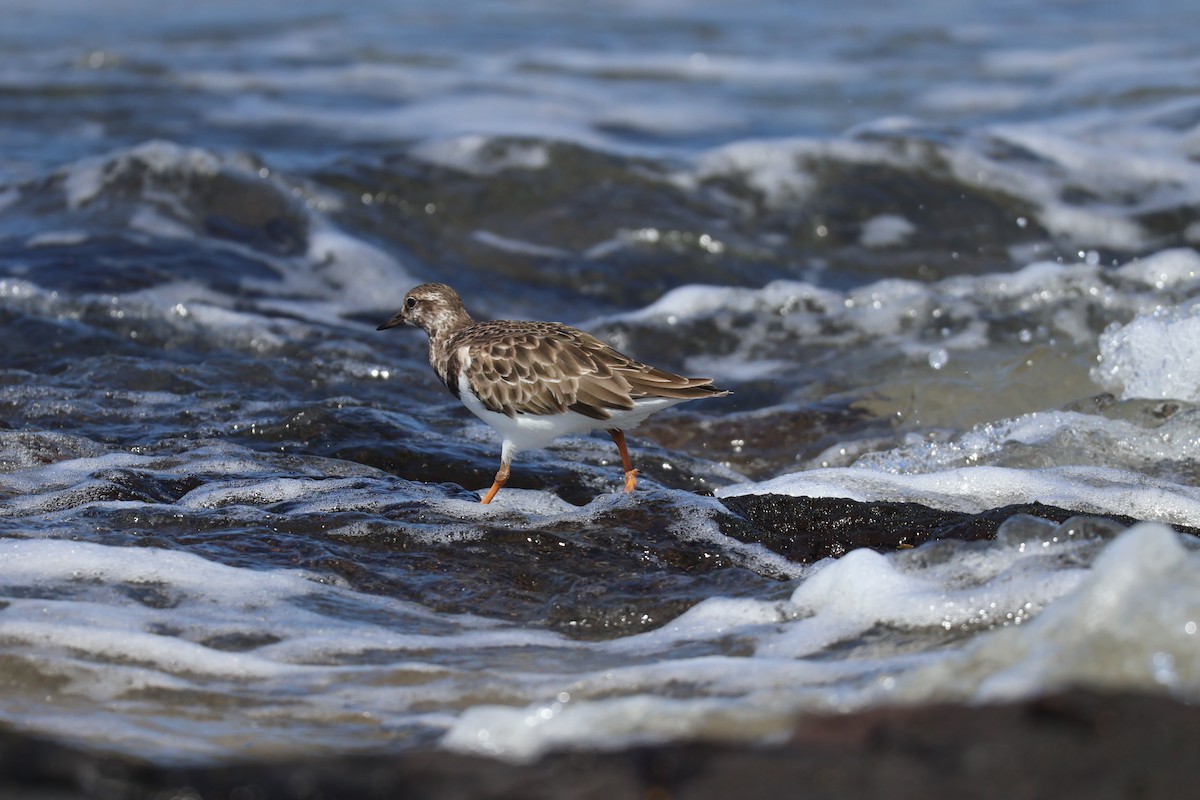 Ruddy Turnstone - ML646095403