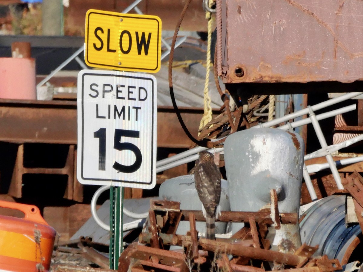 Cooper's Hawk - ML646095404