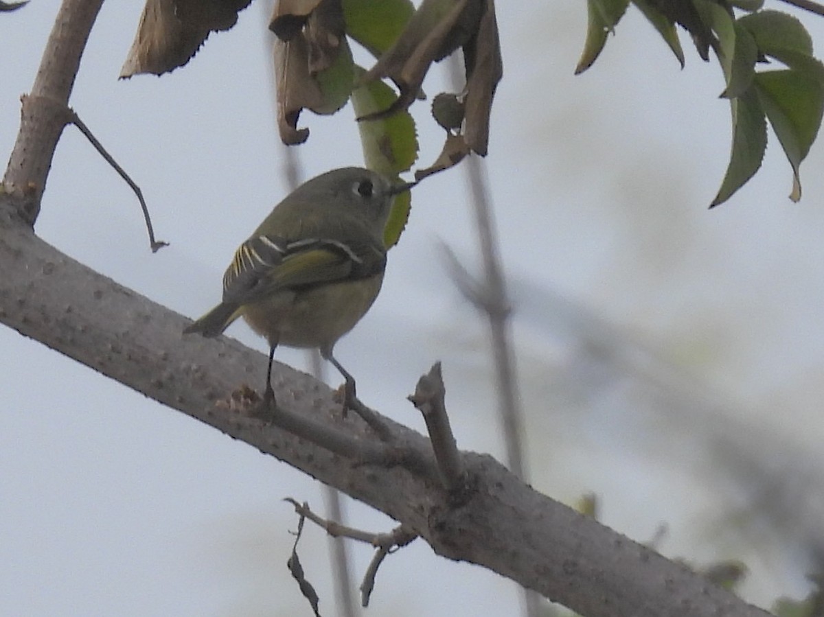 Ruby-crowned Kinglet - ML646095405