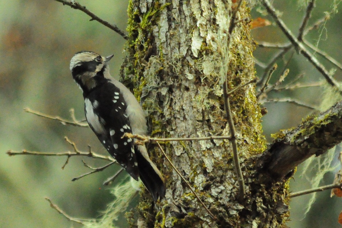 Downy Woodpecker (Pacific) - ML646095406