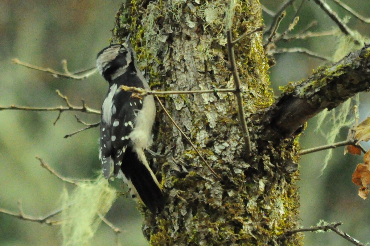 Downy Woodpecker (Pacific) - ML646095407