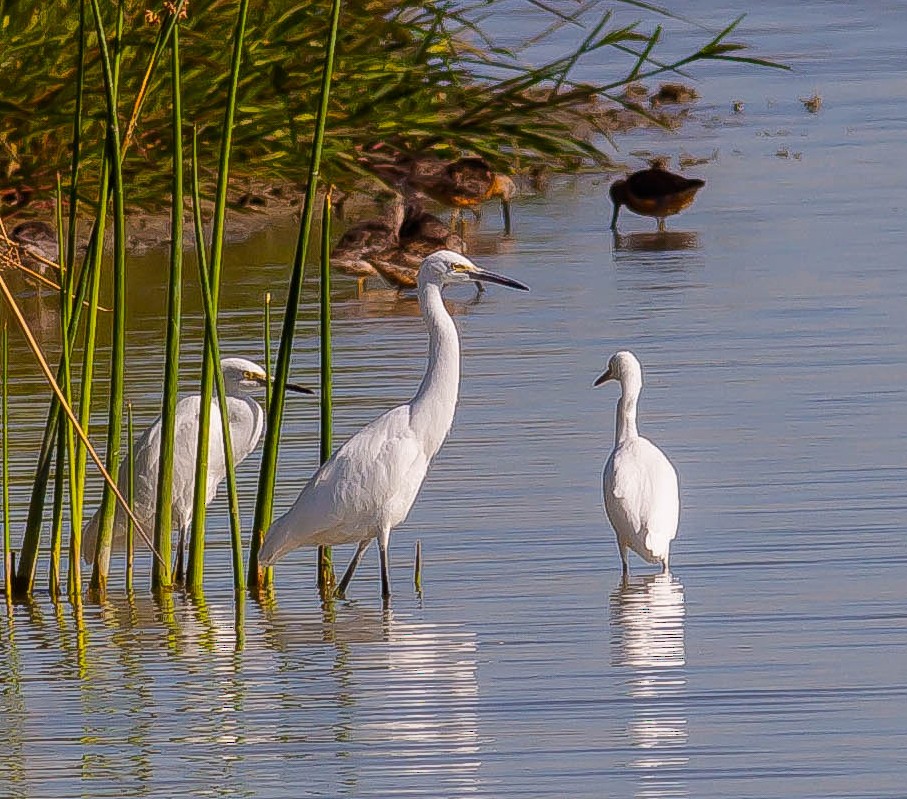 Snowy Egret - ML646095408