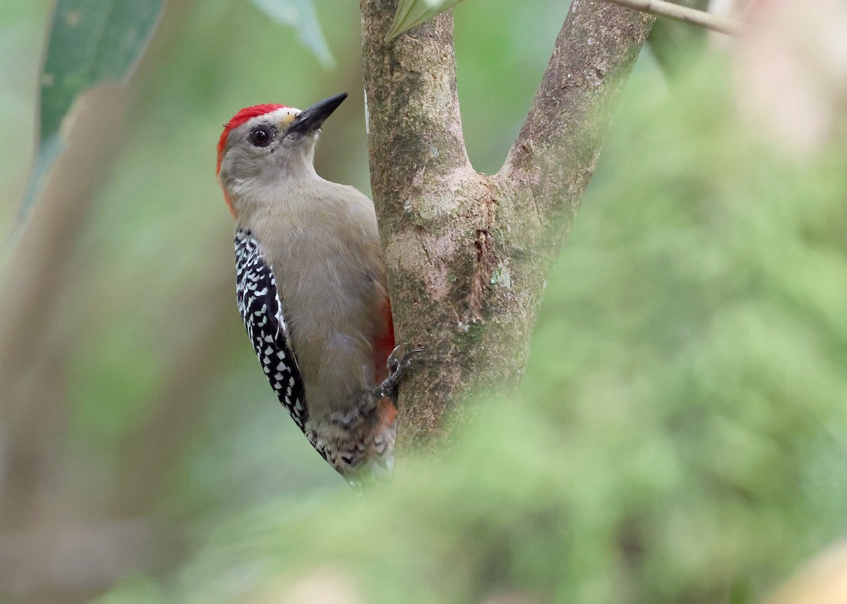 Red-crowned Woodpecker - ML646095409