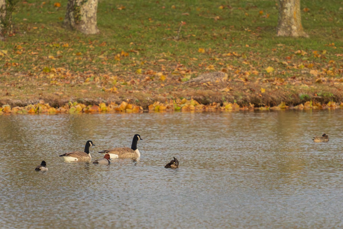 Ring-necked Duck - ML646095410