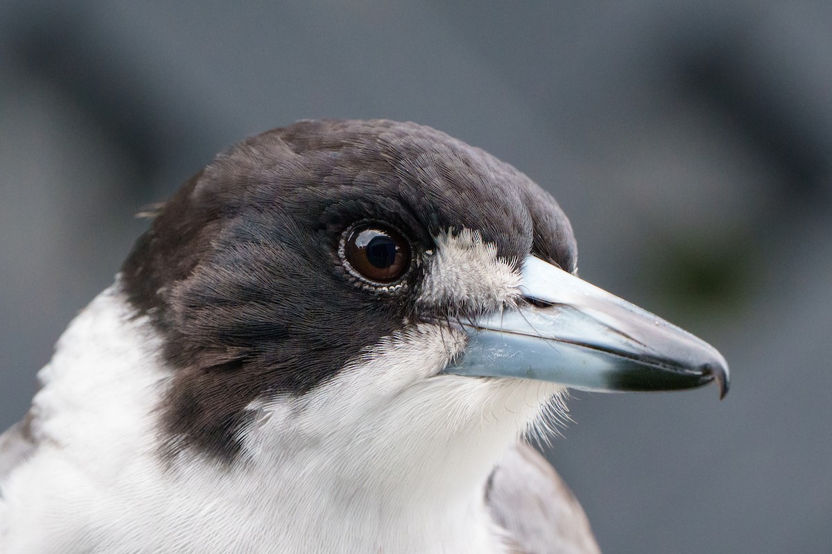 Gray Butcherbird - ML646095412