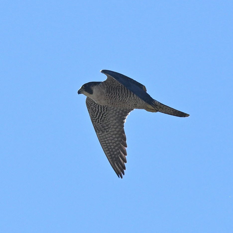 Peregrine Falcon - ML646095414