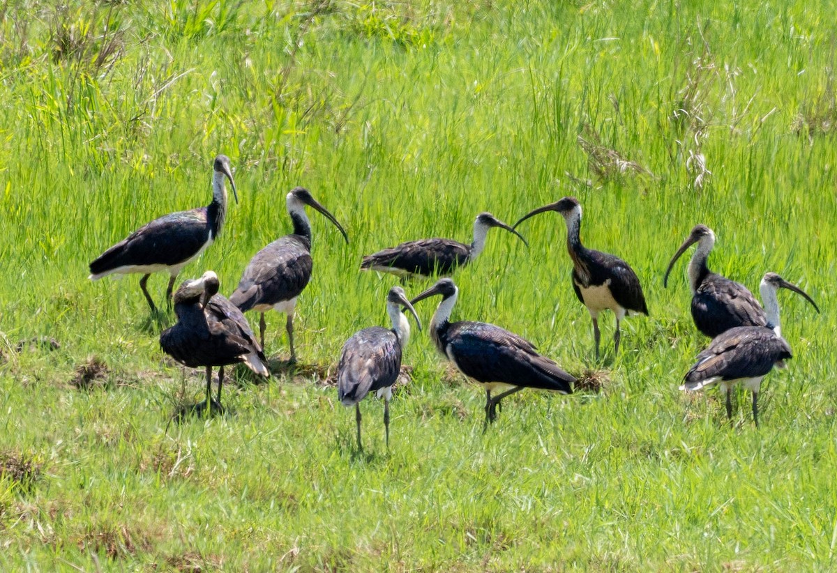 Straw-necked Ibis - ML646095415